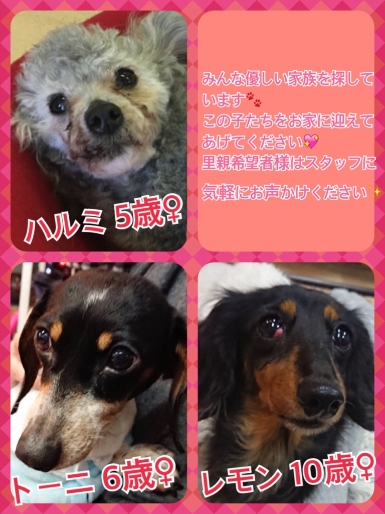 本日の里親募集中メンバーたち🐾
